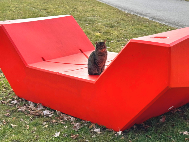 eine Katze sitzt auf einer Liege am Campus der UBT